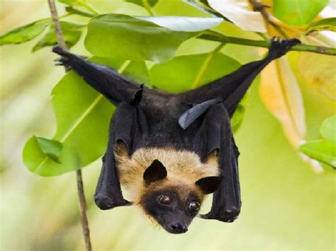 Coronavirus has been identified in bats of Pteropus and Rousettus ...
