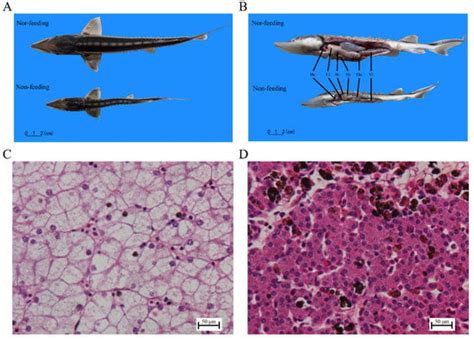 Transcriptome Reveals the Effects of Early Weaning on Lipid Metabolism ...