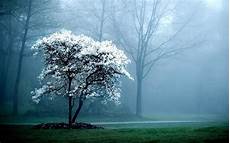 Best Nature Background by Best Nature Wallpapers Wallpaper Cave Best Nature Background