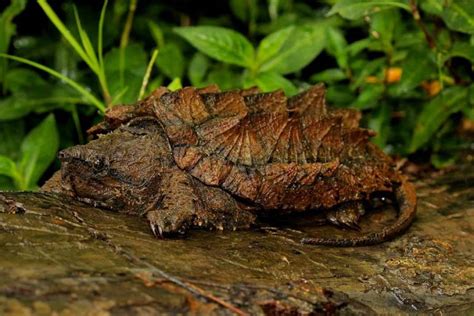 Image result for Large Alligator Snapping Turtle