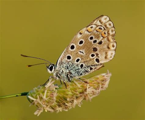 Kelebek Resimleri (2. Katalog) - Sayfa 29