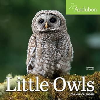 CAL 24 AUDUBON LITTLE OWLS : Workman Calendars, National Audubon ...