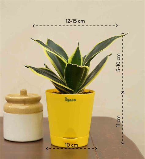 Snake Plant - Golden Hahnii with Book - 30 Women In Power