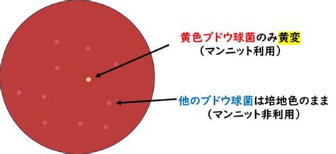Image result for 7 Stone Shift Program in Python