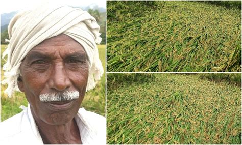 நீரால் விளைந்தது... மழையால் அழிந்தது! - கம்பம் பகுதி வயல்களில் சாய்ந்த ...
