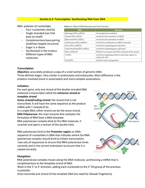 Image result for RNA Transcription Process