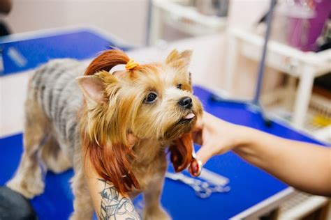 Pet Grooming Service at Home in Delhi NCR, 999 For Dog and Cat