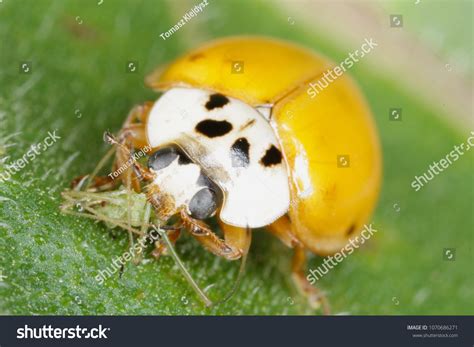 Predator Of Aphids Photos, Images & Pictures | Shutterstock