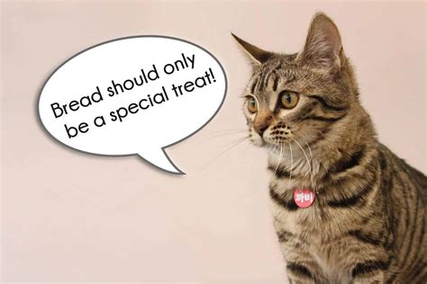 Can Cats Eat Bread? Is It Safe For The Kitty?