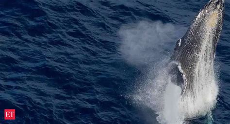Driven by effects of climate change, Bowhead whales skip their usual ...