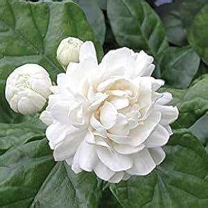 GREEN WAVE StarLink Jasmine/Gundu Malli 5 Layer Live /Indoor/Outdoor ...