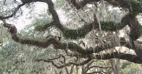 Swamp Moss 的图像结果