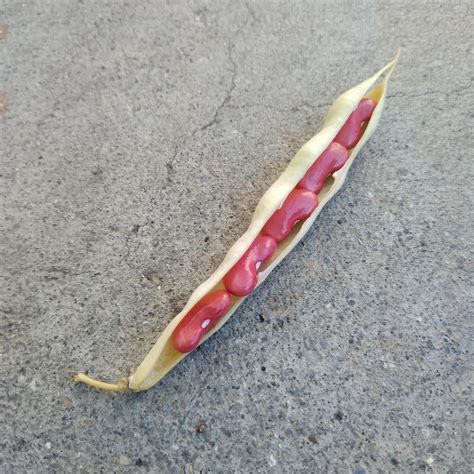 Snap Bean / Dwarf French Bean 'Canadian Wonder' (Phaseolus vulgaris ...