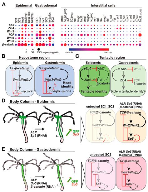 The Wnt/β-catenin/TCF/Sp5/Zic4 Gene Network That Regulates Head ...