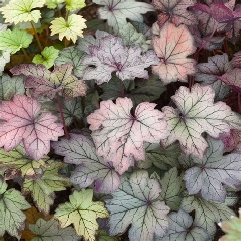 The 19 Best Heuchera (Coral Bell) Varieties – Rhythm of the Home