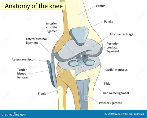 Anatomía. Sección Transversal Conjunta De Rodilla Que Muestra Las ...