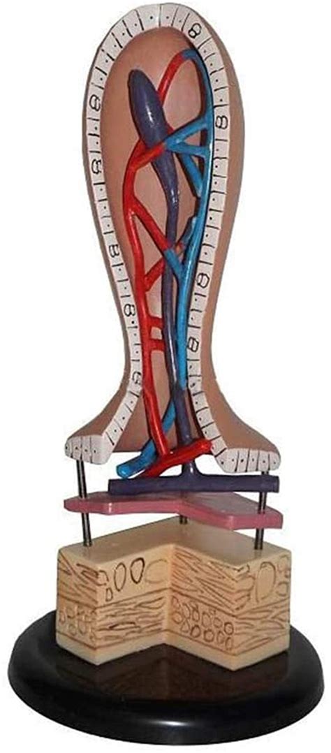 Buy Anatomy Model, Intestinal Villi Model - Anatomy Model Human ...
