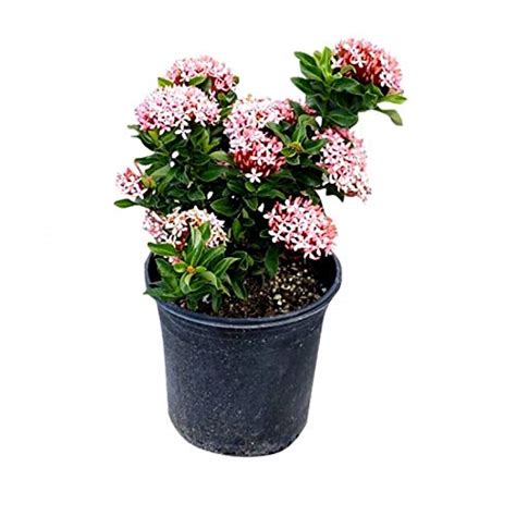 Garden Art Mini Dwarf Live Plant for Outdoor in Grower's Pot | Ixora ...