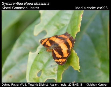 Symbrenthia lilaea | Butterfly