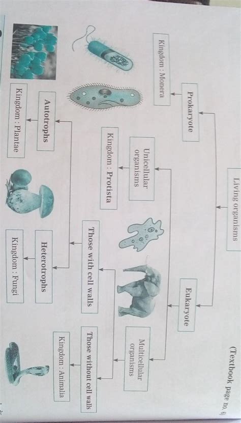 flow chart of living organism from chapter animal classification from ...
