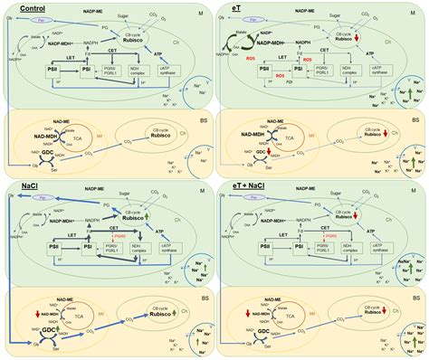 Salinity Mitigates the Negative Effect of Elevated Temperatures on ...