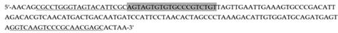 Development and Evaluation of a New qPCR Assay for the Detection of ...