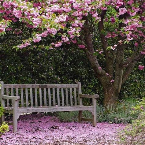 Kwanzan Cherry Tree | Kwanzan Cherry Tree for Sale — PlantingTree