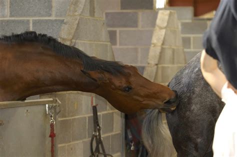 Are hormonal mares really bad girls? | Managing Mares | Horse and Rider