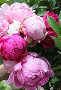 Image result for peony