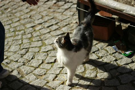 Can Cats Taste Spice ? - 2025