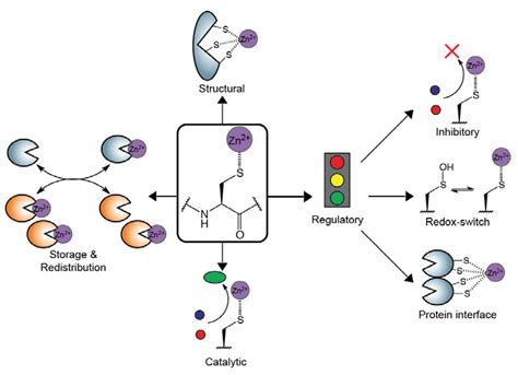 Zinc-Binding Cysteines: Diverse Functions and Structural Motifs