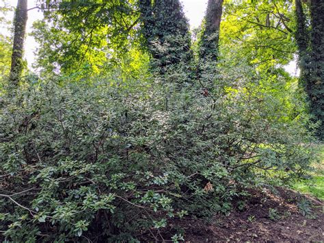 Image result for Azalea Pruning