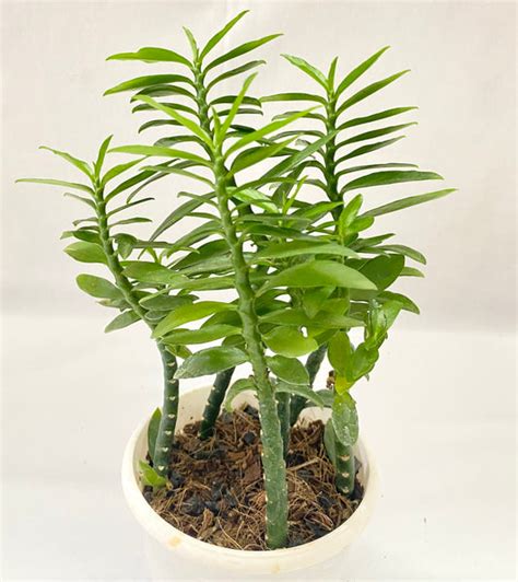 Pedilanthus (Devil's Backbone) – Dream Green