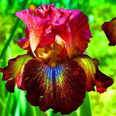 Iris Plant Easy to Plant Perennial, Has Strong Rhizomes. ﻿Iris Is Cold ...