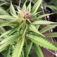 Best Bar crawls events in Seattle December 2025 | AllEvents