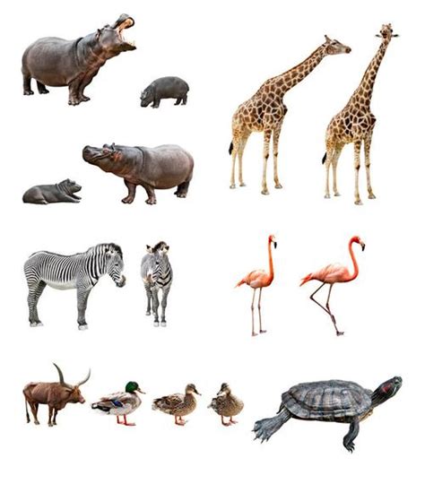 动物图片大全集100种 动物类图片大全图片_配图网