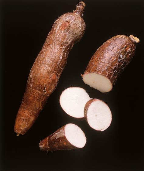 Image result for Tapioca Fiber