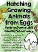 Hatching Growing Animals from Eggs Science Lab and Scientific Method ...