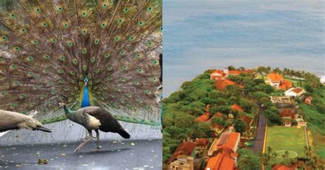 Sunrises, Peacocks & A Walk Through A British-Era Bunker At Raj Bhavan ...