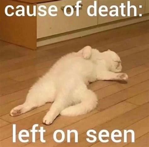 27 hilarious cat memes to help you laugh through the pain of finishing ...