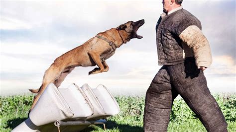Training Guard Dogs for Protection 的图像结果