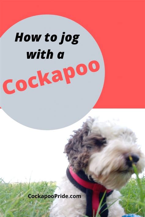 Image result for Cockapoo Dog Barking