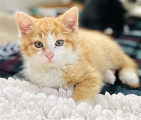 Adoptables - Ann Arbor Cat Clinic