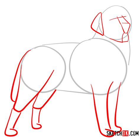 Image result for Labrador Drawing Tutorial