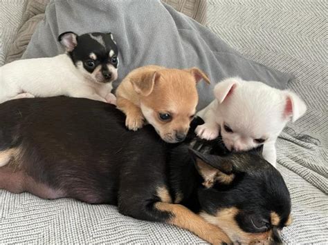 Chihuahua Welpen Rüden Reinrassig in Waldbröl | Tiere | Kleinanzeigen