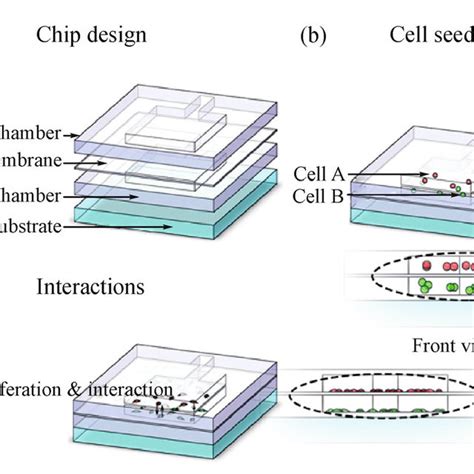 Image result for Microfludics Cell Encapsulation