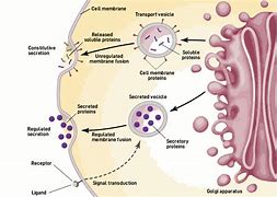 Exocytosis 的图像结果