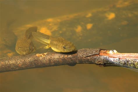 American Bullfrog - Nevada Department of Wildlife
