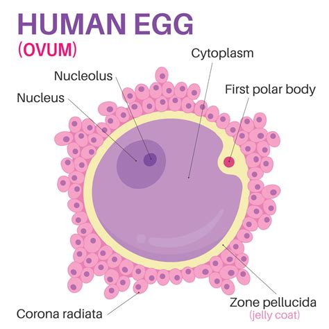 Human Egg