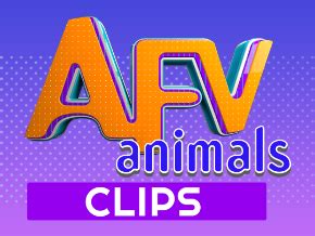 AFV Zoo Animals 的图像结果